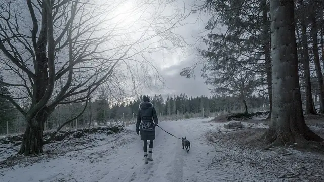 Hundelufter med husky i snøskogen